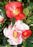 Camellia japonica 'LADY VANSITTART'