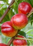 Prunus persica nucipersica 'STARK RED GOLD'