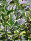Ilex aquifolium  'RUBRICAULIS AUREA'