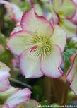 Helleborus 'Coseh 6300' HGC&#174; ICE N' ROSES&#174; FROSTED ROSE
