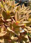 Rhododendron  'RUSTY DANE'