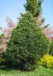 Sequoiadendron giganteum 'HEALTHY MAMMOTH TWO'