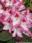 Rhododendron 'HACHMANN`S CHARMANT'