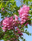 Robinia x margaretta (syn. 'Pink Cascade') 'CASQUE ROUGE'