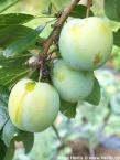 Prunus domestica  'REINE CLAUDE D`OULLINS'