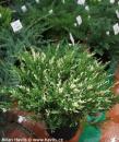 Juniperus horizontalis  'ANDORRA VARIEGATA'