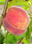 Prunus persica 'REDHAVEN'
