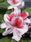 Rhododendron 'BELAMI'&reg;