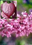 Cercis canadensis  'FOREST PANSY'