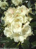 Rhododendron (yakushimanum)