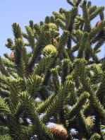 Eine Rangliste der besten Pinus mugo bonsai