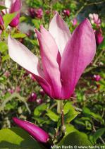 Magnolia liliiflora 