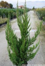 Juniperus chinensis (syn. 'Kaizuka')