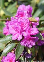 Rhododendron (dauricum)