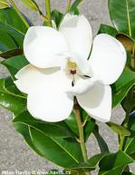 Magnolia grandiflora ('24 Below')