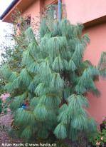 Pinus wallichiana (syn. P. griffithii, P. excelsa)