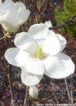 Magnolia denudata (magnolia Yulan)