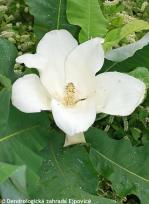 Magnolia macrophylla ssp.