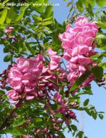 Robinia x margaretta 'Pink Cascade'