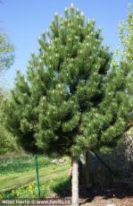 Pinus nigra ssp. nigra (austriaca)