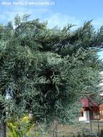 Juniperus virginiana 