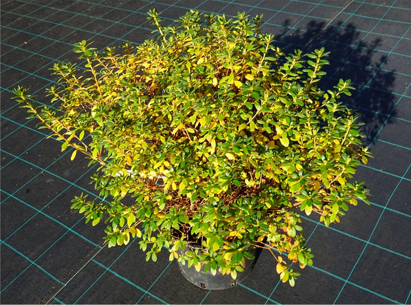 Azalea japonica (syn. 'Multiflorum')