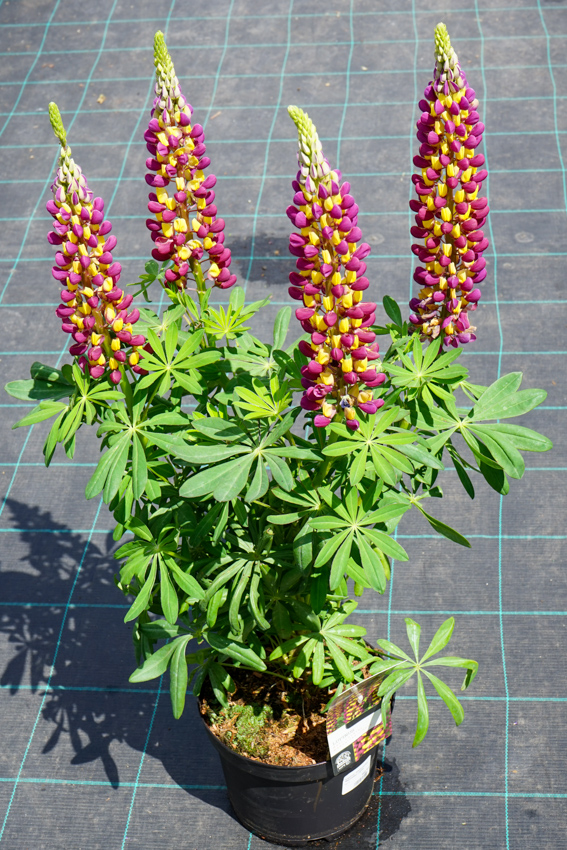 Lupinus WEST COUNTRY™