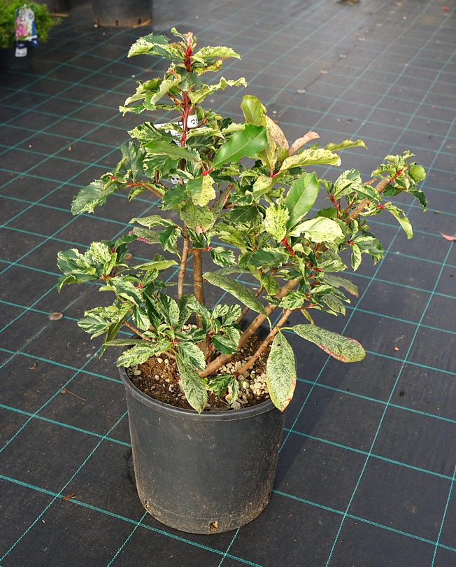 Photinia serratifolia 'Oploo5'