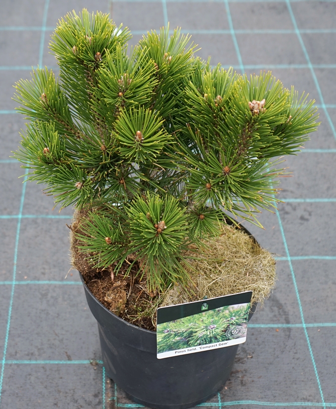 Pinus heldreichii (syn. p.leucodermis)