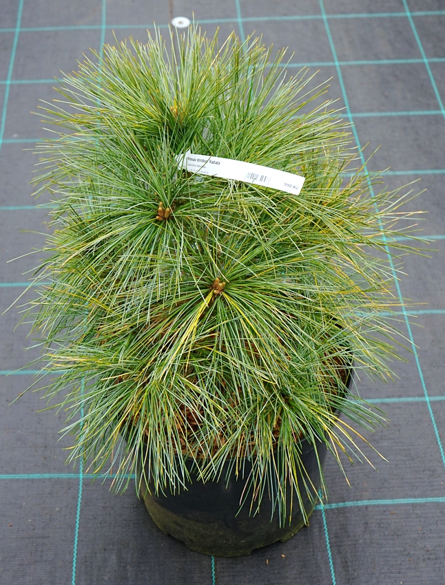Pinus strobus ('Nana')