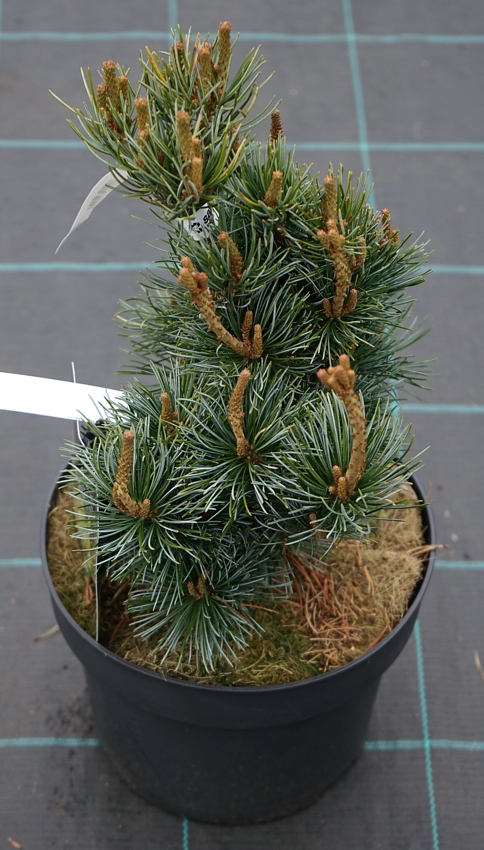 Pinus parviflora