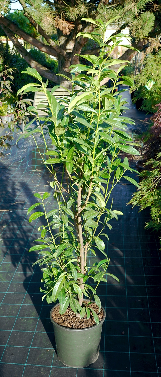Prunus laurocerasus 'Mariblon'