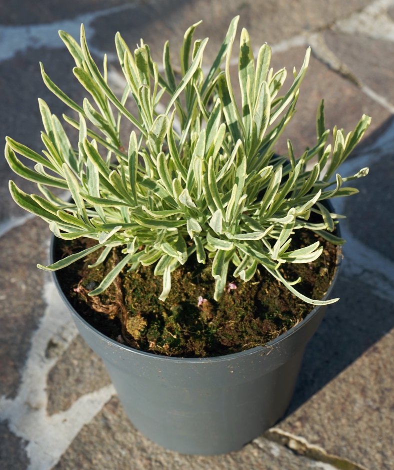 Lavandula angustifolia 'Momparler' 