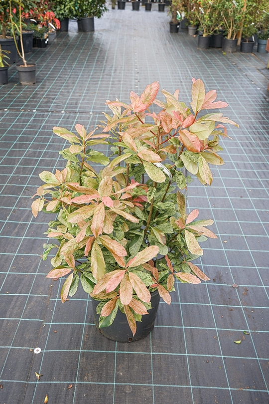 Photinia serratifolia 'Oploo5'