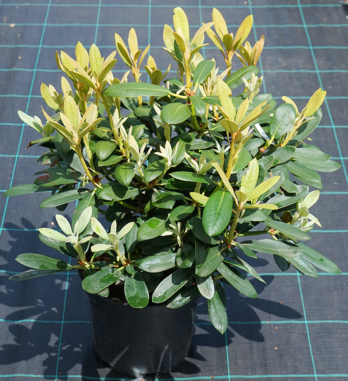 Rhododendron (Yakushimanum)
