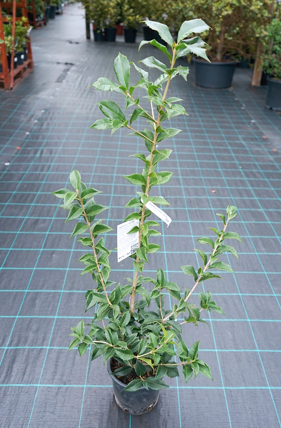 Osmanthus x fortunei (o.aquifolium)
