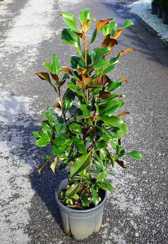Magnolia grandiflora ('BBB')