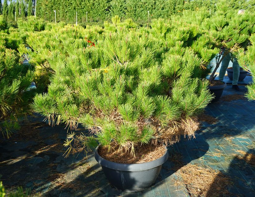 Pinus densiflora 