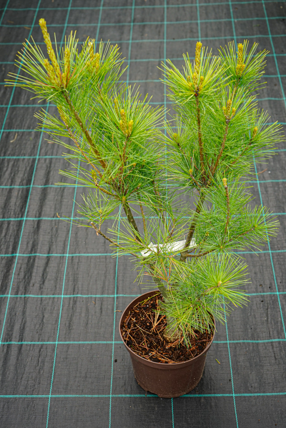 Pinus wallichiana 