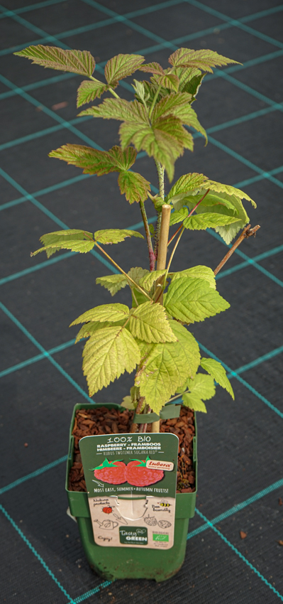 Rubus idaeus = MALINY