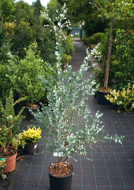 Eucalyptus gunnii 'Cagire'